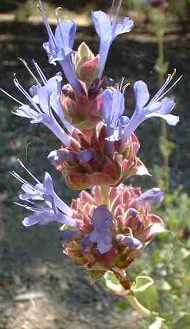 Salvia Celestial Blue flowers and is a hybrid of three native sages., Salvia leucophylla, Salvia clevelandii and Salvia pacyphylla. - grid24_6