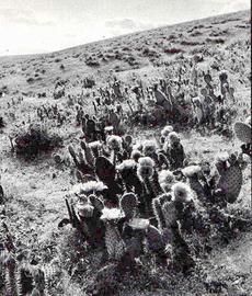 From the California Cactus book, E. M. Baxter, 1935, Bakersfield cactus, Opuntia treleasei. The weedy grasses came in and cactus burned, no cactus. Now it is rare and endangered. Many weeds, no native plants. What  have we done? - grid24_6