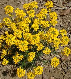 Wallflower, Erysimum capitatum comes in many shapes , sizes and colors - grid24_6
