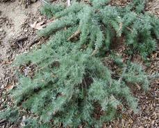 Artemisia californica, Canyon Gray Canyon, Grey Trailing Sagebrush - grid24_6