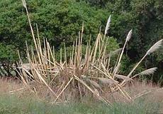 Cortaderia selloana , Pampas grass. Vandenberg had 2 plants in 1980, 100,000+ in 1995. - grid24_6