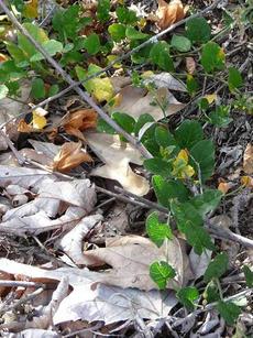Convolvulus arvensis, Filed Bindweed - grid24_6