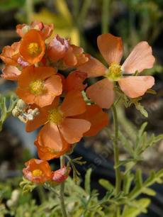 Sphaeralcea grossulariifolia,  Gooseberry leaf Globemallow flowers - grid24_6