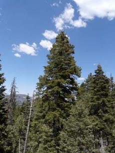 Abies concolor, White Fir trees. - grid24_6