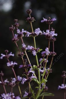 Salvia brandegei, Brandegees Sage or  Island Black Sage - grid24_6