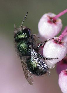 Osmia, Mason Bee on Sentinel manzanita - grid24_6
