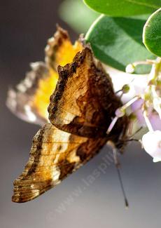 California Tortoise Shell butterfly, Nymphalis californica, side angle - grid24_6