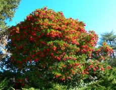 Christmas berry or Toyon  bush. - grid24_6