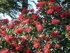 Christmas berry or Toyon with berries is what Hollywood was named after. Toyon will grow in most of Los Angeles with no water after first year. - grid24_6