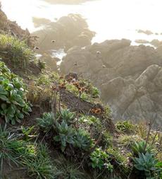 Dudleya lanceolata Liveforever, Erigeron glaucus and  Armeria maritima are native plants on this coastal bluff overlooking the ocean. - grid24_6