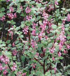 Ribes malvaceum, Pink Chaparral currant flower show. - grid24_6