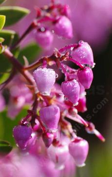 Arctostaphylos stanfordiana bakeri,  Louis Edmunds Manzanita flowers. Manzanitas are native plants that live almost entirely in California.  - grid24_6