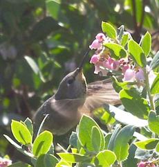  Arctostaphylos refugioensis, Refugio Manzanita with Anna Hummingbird in a natural setting created in your yard. - grid24_6
