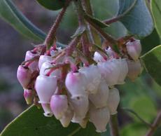 Arctostaphylos glandulosa adamsii Laguna Manzanita flowers. - grid24_6
