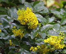 Mahonia repens, Creeping Mahonia - grid24_6