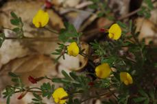 lotus strigosus flowers - grid24_6