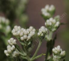 Gnaphalium californicum California Pearly Everlasting - grid24_6