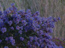 Ceanothus Julia Phelps flowers a deep purple. - grid24_6