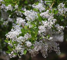 Ceanothus spinosus,  Red-Heart Mountain Lilac. flowers - grid24_6