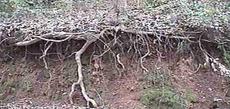 The horizontal roots of an oak tree pick up surface moisture and support the mycorrihiza. - grid24_6
