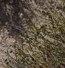 Thamnosma-montana-Turpentine-Bush - grid24_6