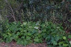 Heuchera maxima, Island Alum Root - grid24_6