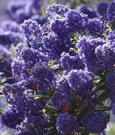Ceanothus Concha has many colors, shades, and  tones. Some years the plants are more reddish purple, some years bright blue, some years larger flowers, some years more smaller flowers. Always beautiful. - grid24_6