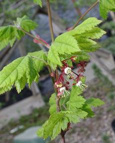 Acer circinatum, Vine Maple with flowers - grid24_6