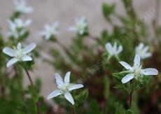 Horkelia parryi Parrys Horkelia smells just like a pine forest and can be used to line a shady patio or walkway. - grid24_6
