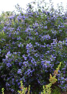 Ceanothus Mountain Haze is a California liac with deep green foliage that loves coastal California gardens. - grid24_6