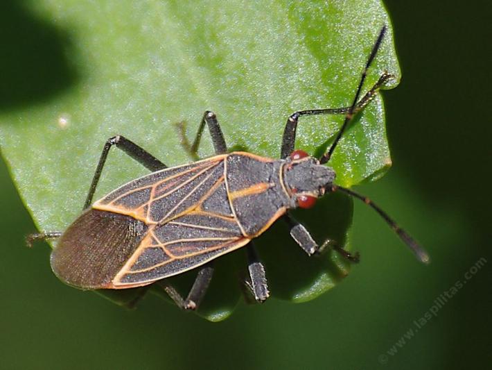 Western Boxelder Bug (Boisea rubrolineata) - grid24_24