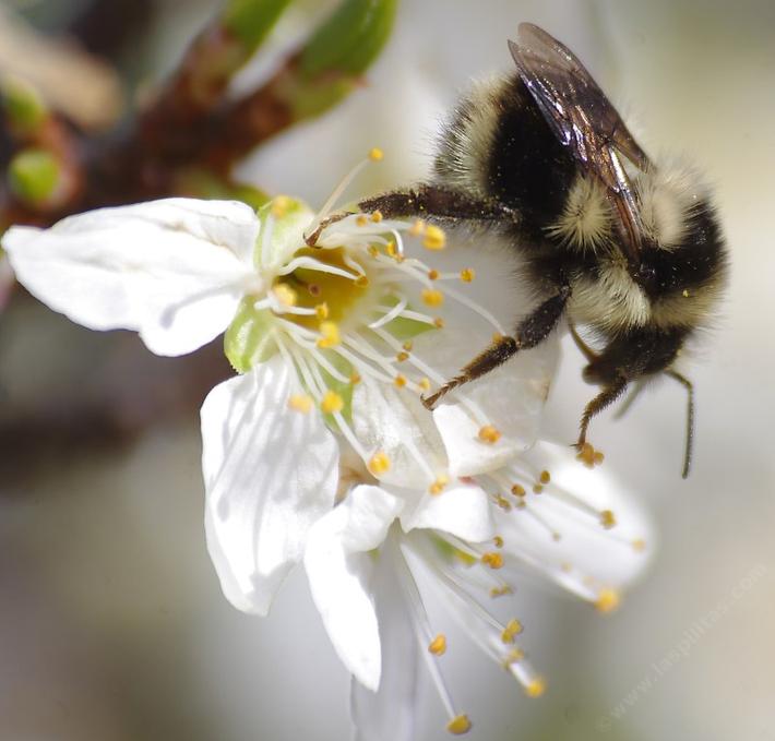 This Bombus melanopygus edwardsii was working a Plum flower. - grid24_24