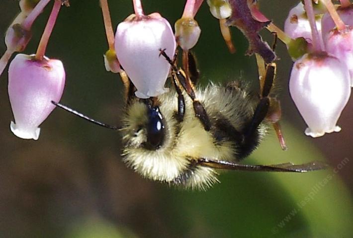 Bombus melanopygus edwardsii on Arctostaphylos patula - grid24_24