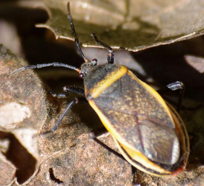 Bordered Plant Bugs (Largidae) » Largus - grid24_24