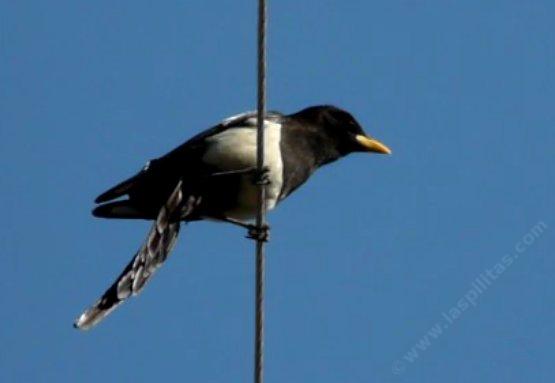 A Yellow-billed Magpie, Pica nuttalli on a telephone wire watching.