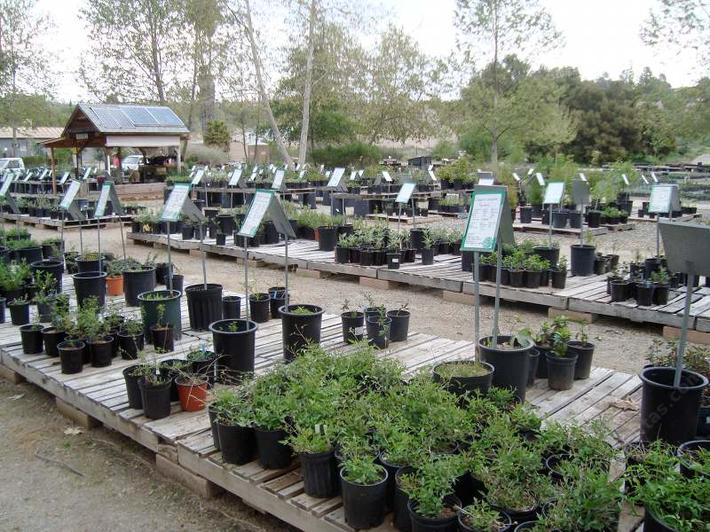 Tons of Southern California native plants labeled for your
browsing pleasure.