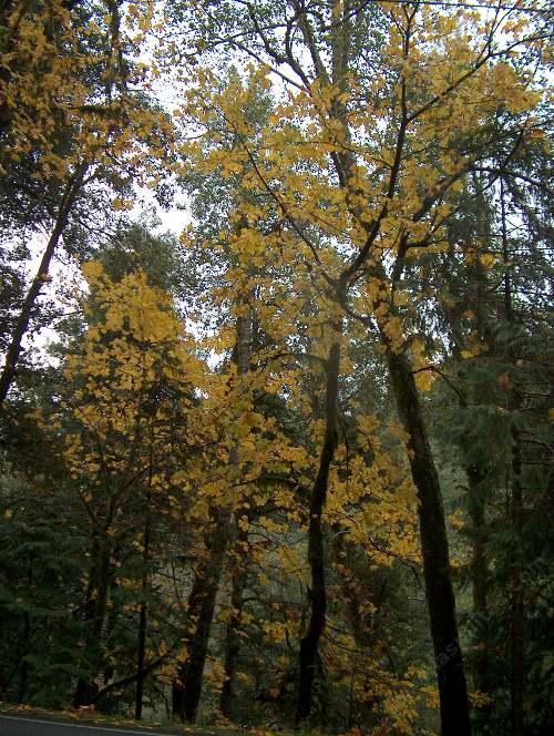 Fall color on the Quercus kelloggii can be better good.