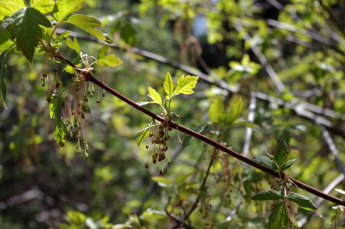 The flowers on Acer negundo.