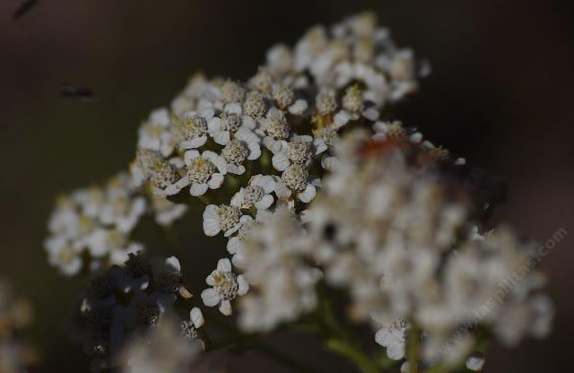 Achillea millefolium lanulosa, Mountain Yarrow. Notice the native bees in the upper corner. Achillea millefolium lanulosa, Mountain Yarrow. Notice the native bees in the upper corner.
