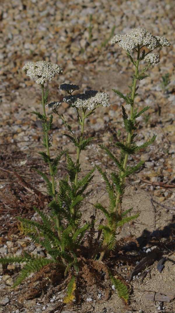 Achillea millefolium californica, California Yarrow.