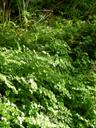Adiantum capillus-veneris