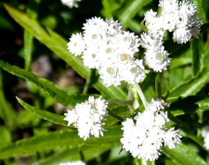 Anaphalis margaritacea