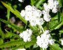 Anaphalis margaritacea