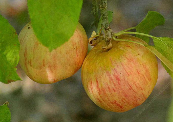 The Gala apple was developed in 1934 in New Zealand. - grid24_12