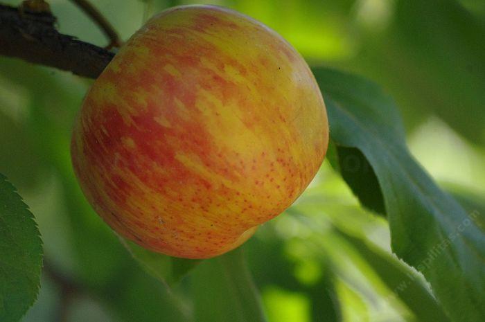 Gravenstein apple may be of European origin, in the late 1600's, and brought over to America by European settlers.  - grid24_12