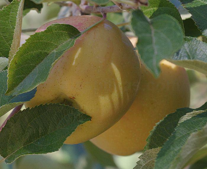 Pink Pearl is a very popular variety of apple due to its pink flesh, and good, tart flavor. - grid24_12