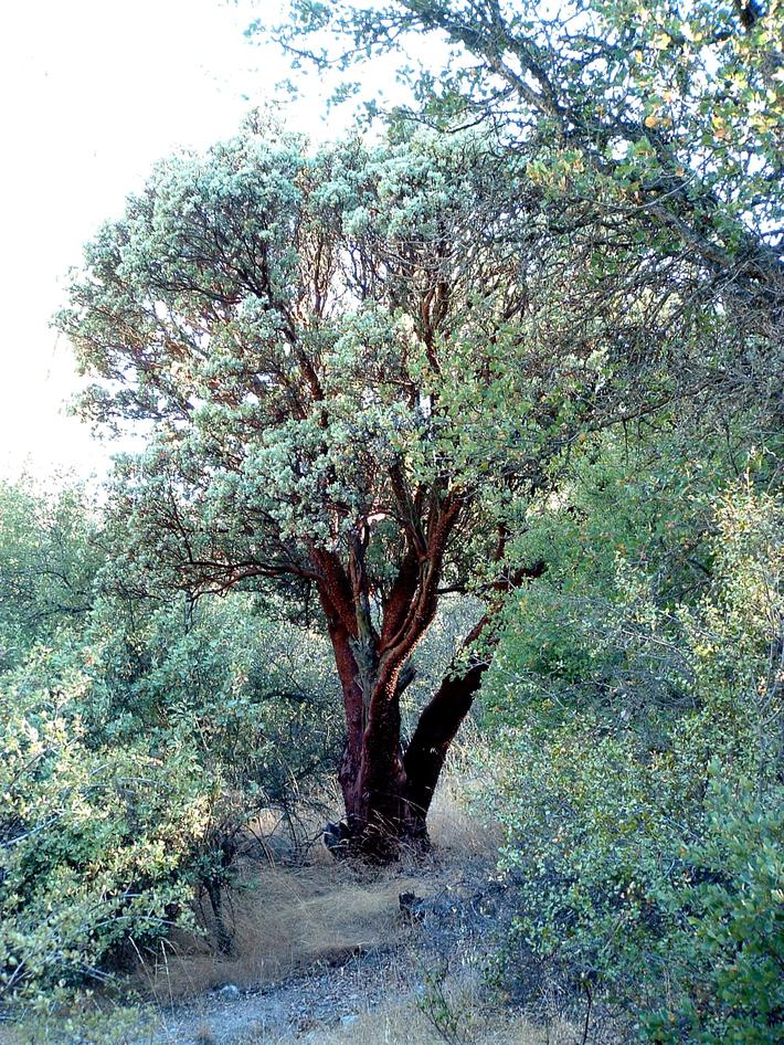A mature Big Berry Manzanita, Arctostaphylos glauca, in the wild. A mature Big Berry Manzanita, Arctostaphylos glauca, in the wild.