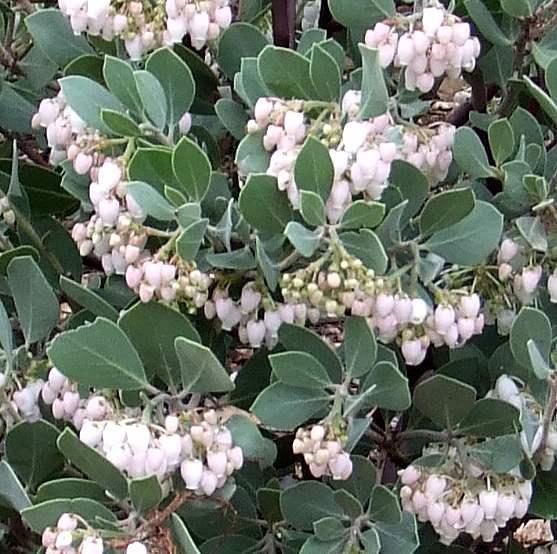 La Panza Manzanita in flower. La Panza Manzanita in flower.