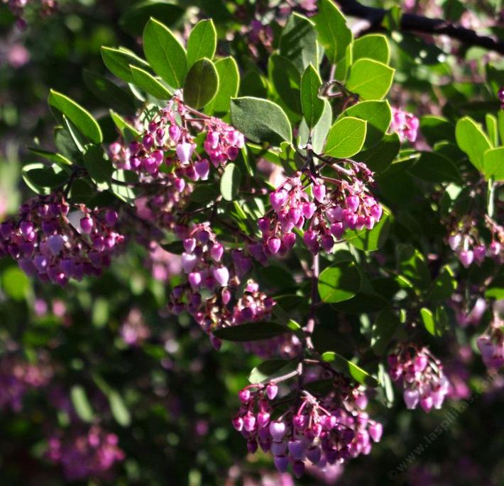This manzanita has reddish purple bark and pink flowers. The branches are twisted and lovely.