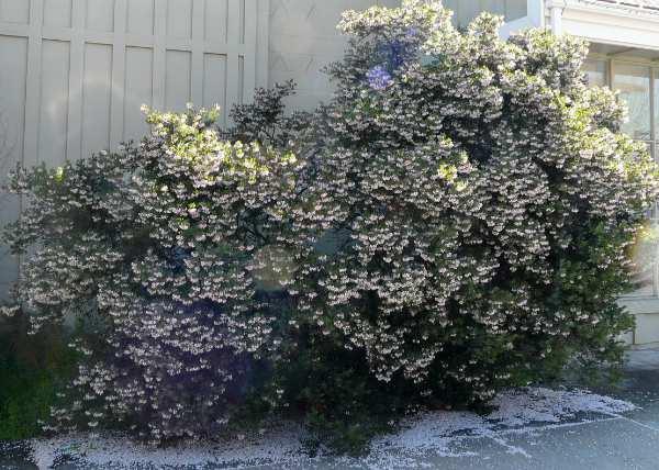 Arctostaphylos densiflora, Sentinel Manzanita works well as a low hedge or foundation plant.